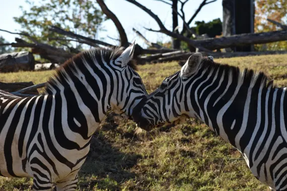 Cazino Sticky Wilds Cazinou Suport